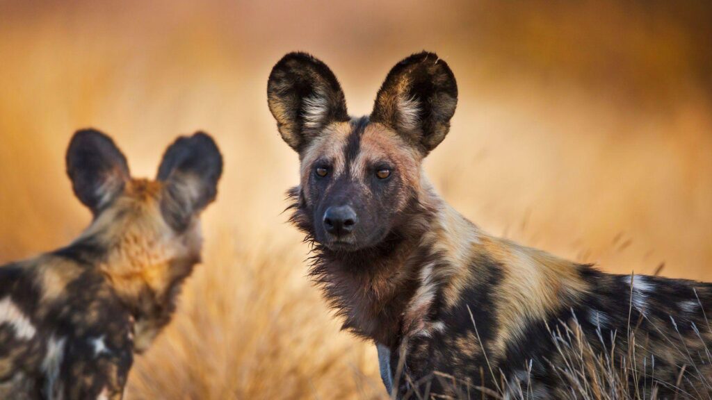 Wild Dogs