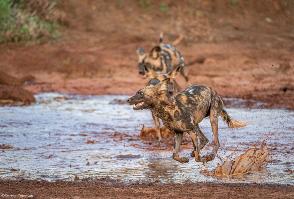 3-Darren-Donovan-Wilddogrun-Madikwe-Game-Reserve