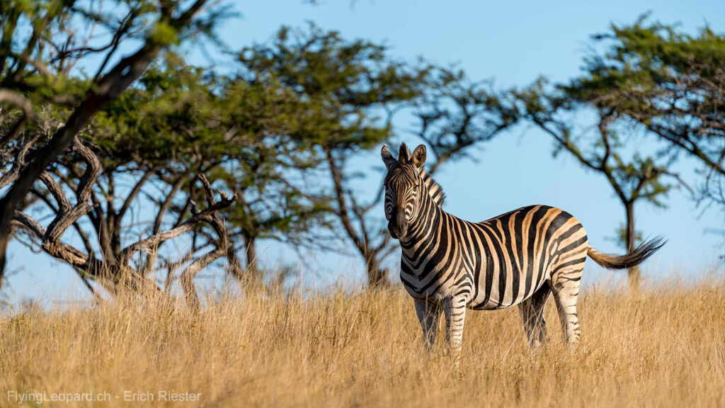 Burchell-Zebra (Equus quagga burchelli - Burchells zebra)