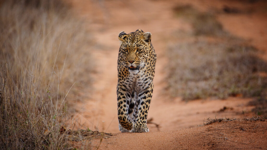 African_Leopard_Sabi_Sands_Fir0002_Oct18