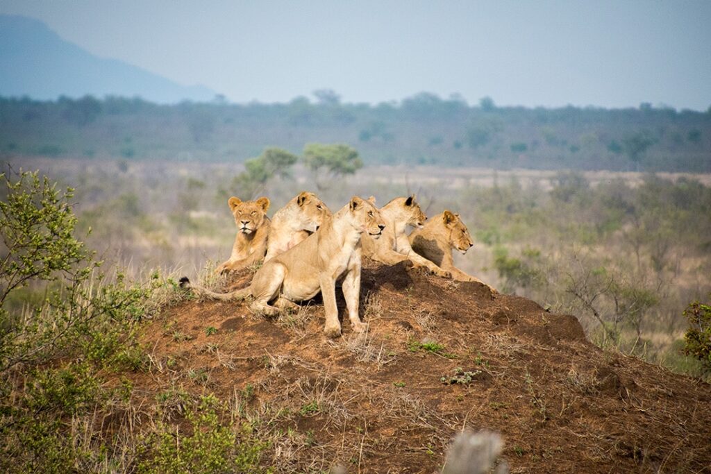 Manyeleti-Game-Reserve-lions-6