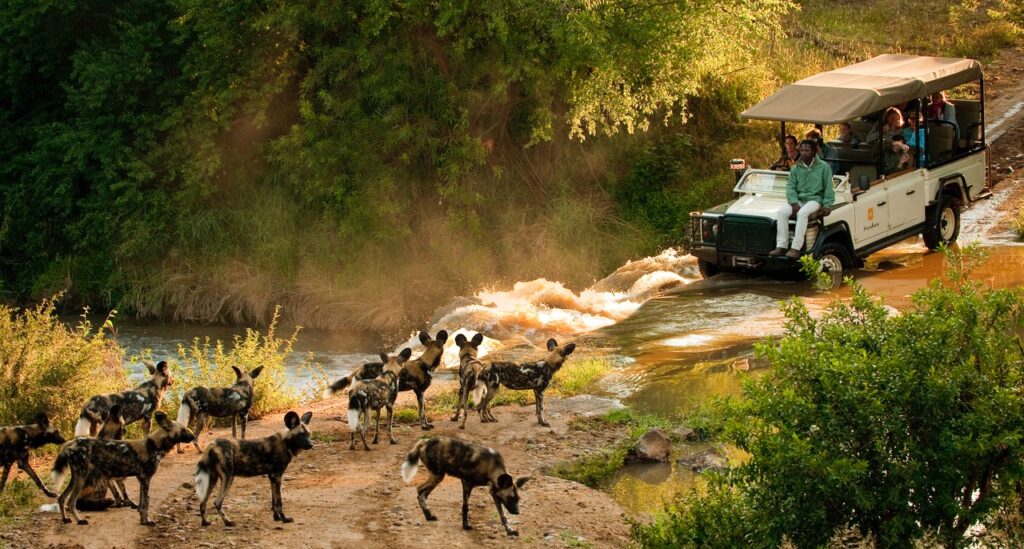 Morukuru-Family-Madikwe-African-Wild-Dogs-and-vehicle-1