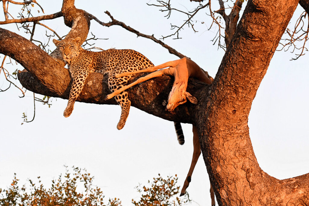 leopard-with-kill-morning-DSC_5935_IJFR