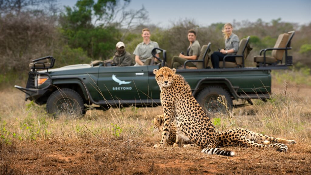 phinda-cheetah-game-drive-safari