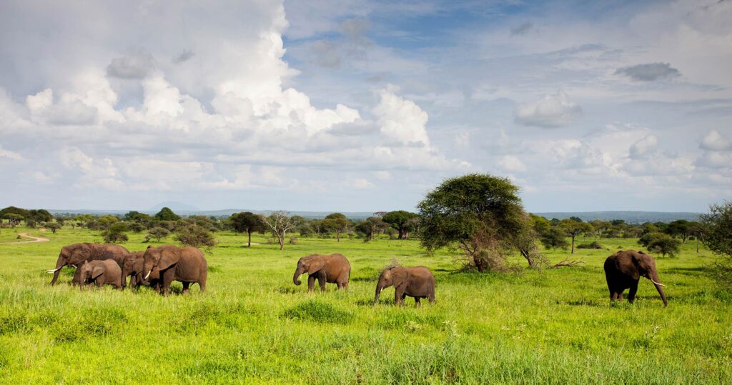 safari-africa-manyeleti