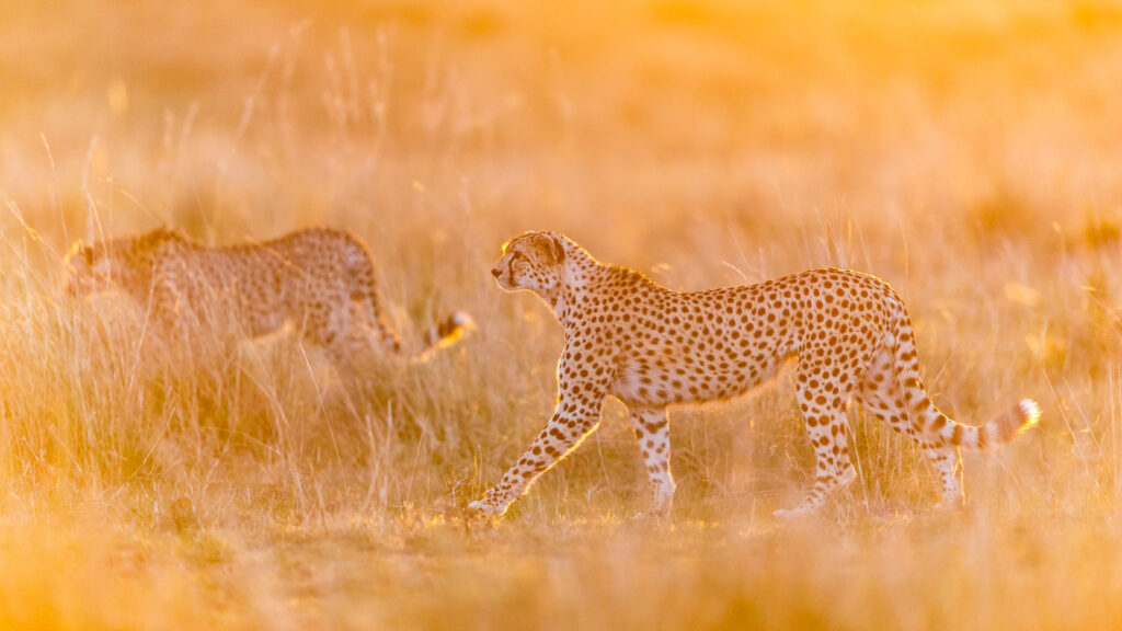 Golden Patrol

Location:  Mara Triangle, Kenya

East African is well known for it's density of Cheetah (Acinonyx jubatus) and during a safari in 2013 we spent the entire week following round a coalition of three brothers.  After having spent almost the entire day with them they finally got up to patrol their territory, something we saw them do almost every evening.  The rise of the grassy landscape combined with the setting African sun made for an incredible golden glow through which the fastest of all mammals walked with the sleek grace it personfies.  Spending time and photographic animals that are listed as Vulnerable is always an incredible privilege.

Nikon D800, Nikkor 600mm lens, 1/1000  f/4, ISO 2500