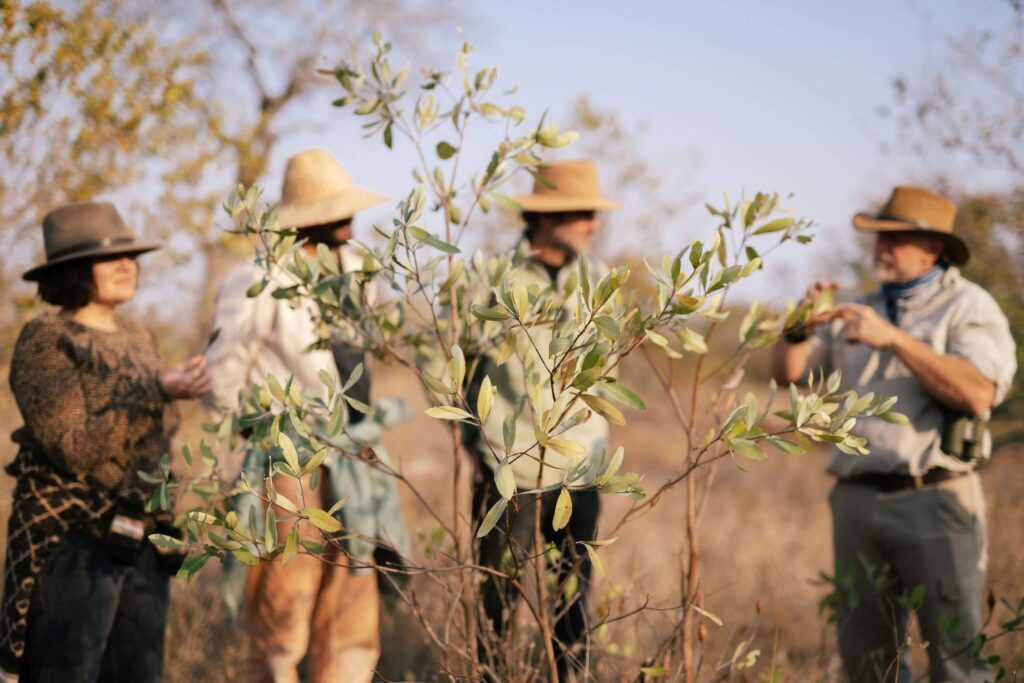 Simbavati-Trails-Camp-experience-walking-safari-71311-1024x683